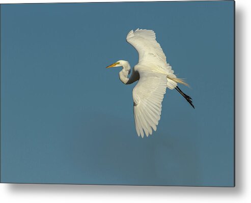 Great Egret Metal Print featuring the photograph Great Egret 2014-9 by Thomas Young