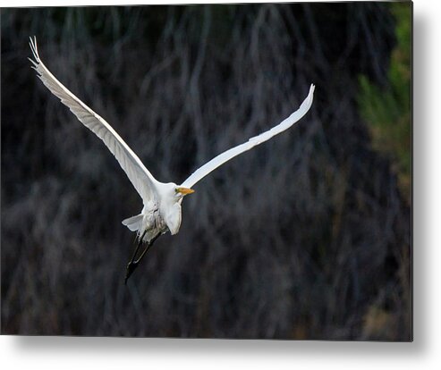 Great Egret Metal Print featuring the photograph Great Egret 8291-061819 by Tam Ryan