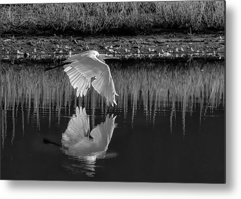 Great Egret Metal Print featuring the photograph Great Egret BW by Rick Mosher