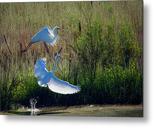 Great White Egret Metal Print featuring the photograph Great White Egret 12 by Rick Mosher