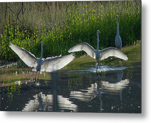 Great White Egret Metal Print featuring the photograph Great White Egret 9 by Rick Mosher