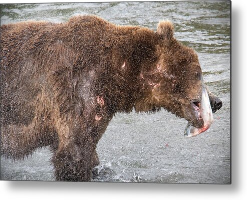 National Park Metal Print featuring the photograph Grizzly Fate by Steven Keys