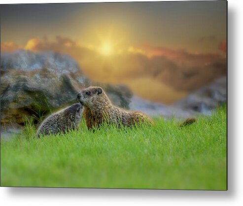 Animal Metal Print featuring the photograph Groundhog Morning by Bob Orsillo