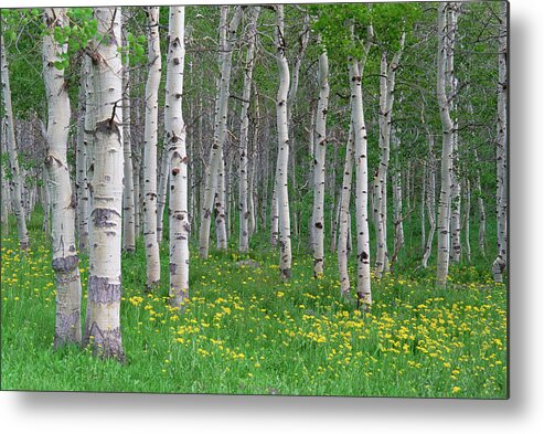 Scenics Metal Print featuring the photograph Grove Of Aspen Trees, With White Bark by Mint Images - David Schultz