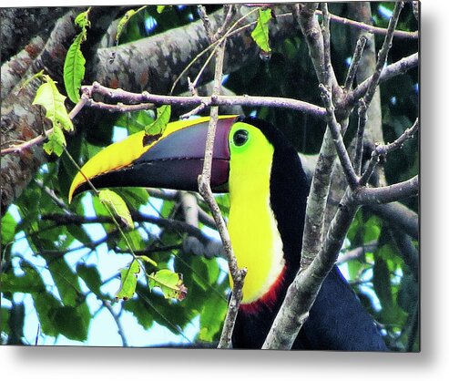 Toucan Metal Print featuring the photograph Here's Looking at You by Leslie Struxness