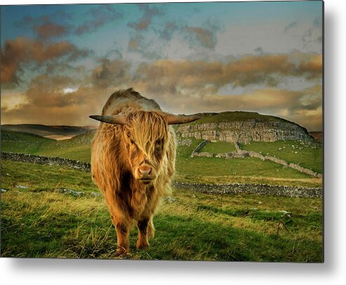 Animal Themes Metal Print featuring the photograph Highland Cow by Michael Honor