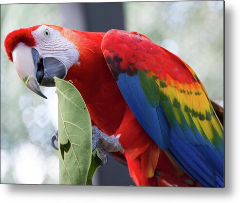 Parrot Metal Print featuring the photograph Hungry Parrot by Margaret Zabor
