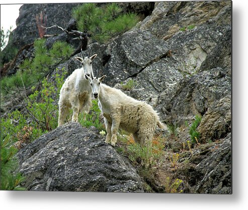 Sawtooth Wilderness Metal Print featuring the photograph Idaho Mountain Goats by Ed Riche