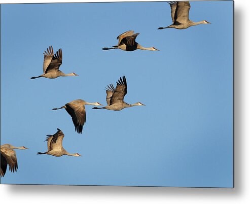 Richard E. Porter Metal Print featuring the photograph In Flight #4960, Color - Muleshoe Wildlife Refuge, Texas by Richard Porter