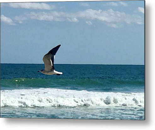 Seagull Metal Print featuring the photograph In Flight by Tom Johnson