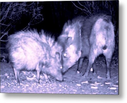 Animals Metal Print featuring the photograph Javelina Head to Head 2 by Judy Kennedy