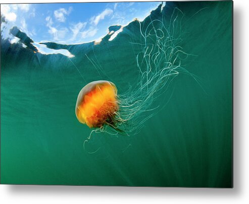 Underwater Metal Print featuring the photograph Jellyfish, Alaska by Paul Souders