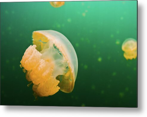 Underwater Metal Print featuring the photograph Jellyfish Lake Palau by Wendy A. Capili