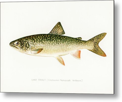 David Letts Metal Print featuring the drawing Lake Trout by David Letts
