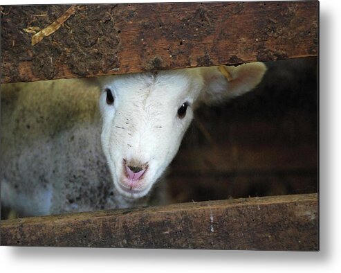 Animal Themes Metal Print featuring the photograph Lamb by Christy Majors