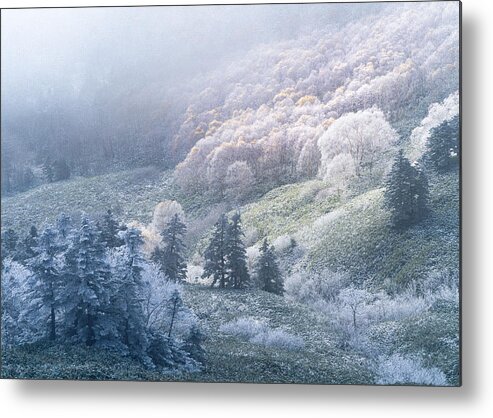 Frost Metal Print featuring the photograph Last Of Autumn by Ryohei Irie