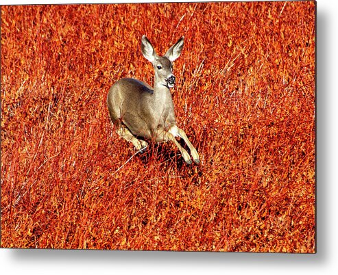 Lake Cuyamaca Metal Print featuring the photograph Leaping Deer by Anthony Jones