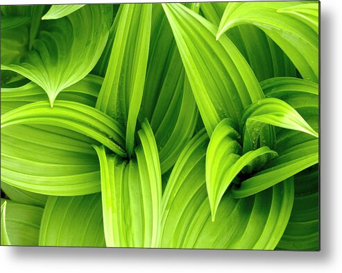 Grass Metal Print featuring the photograph Leaves Drops Green by Vladimirovic