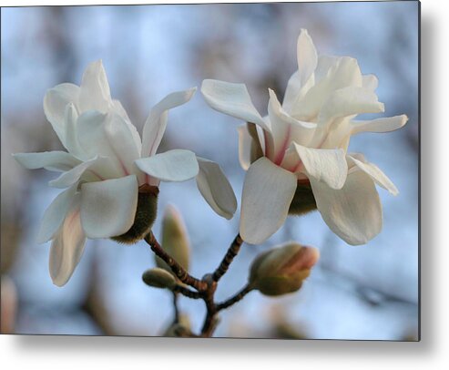Dogwood Metal Print featuring the photograph Let's Dance by Mary Anne Delgado