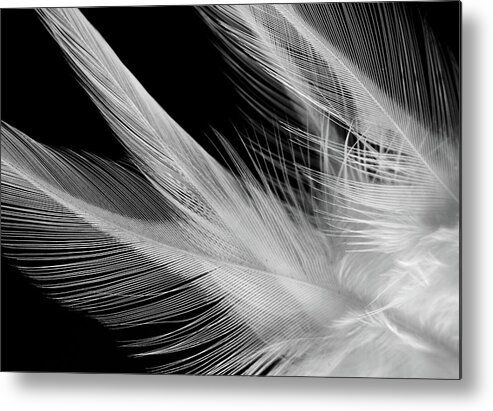 Feathers Metal Print featuring the photograph Lightness by Silvia Marcoschamer