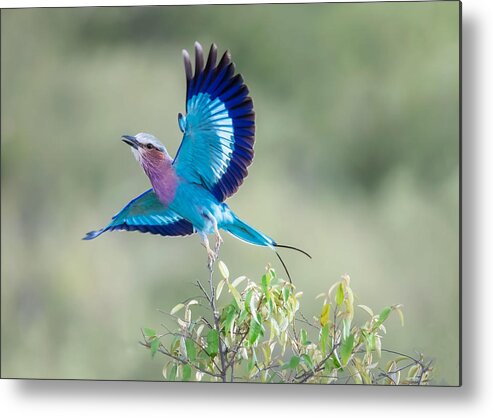 Wildlife Metal Print featuring the photograph Lilac-breasted Roller by Leah Xu