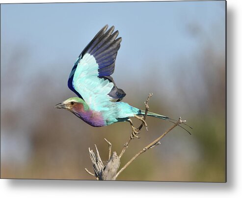 Roller Metal Print featuring the photograph Lilac-Breasted Roller on Takeoff by Ben Foster