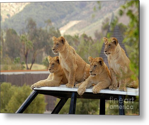 Cub Metal Print featuring the photograph Lion cubs waiting for mom and dad to get back. by Gunther Allen
