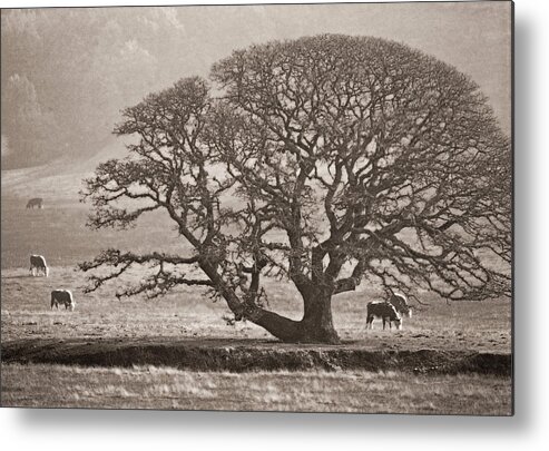 Scenics Metal Print featuring the photograph Live Oak Tree In California by David Epperson