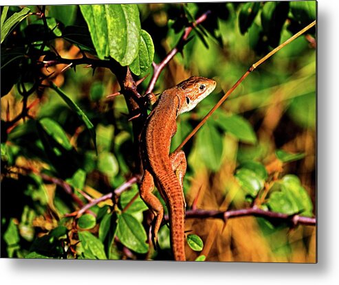 Lizard Metal Print featuring the photograph Lizard in the forest by Martin Smith
