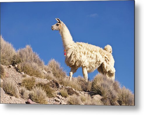 Tarapaca Region Metal Print featuring the photograph Llama Lama Glama by John Elk Iii