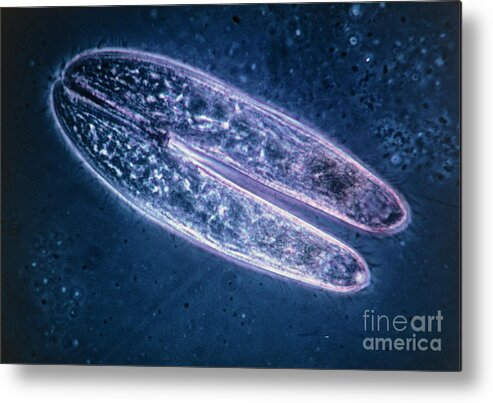 Blepharisma Unduland Metal Print featuring the photograph Lm Of 2 Conjugating Blepharisma Undulans Protozoa by Eric Grave/science Photo Library