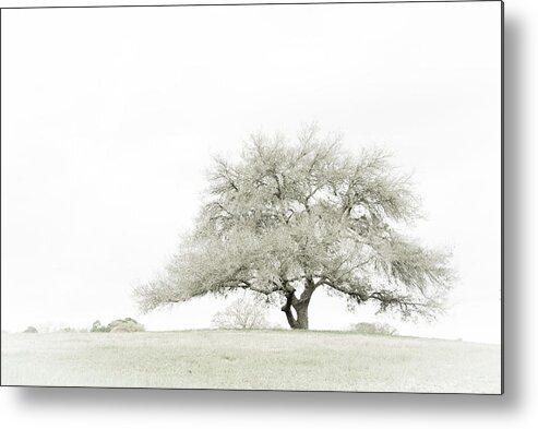 Desaturated Metal Print featuring the photograph Lonesome Oak by Earleliason
