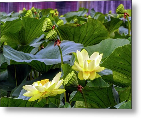 Lotus Metal Print featuring the photograph Lotus Field by Farol Tomson