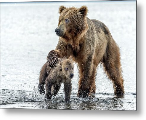 Wild Metal Print featuring the photograph Love And Firmness - Kamchatka, Russia by Giuseppe D\\'amico