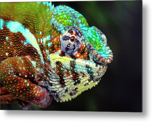 Animal Scale Metal Print featuring the photograph Male Panther Chameleon Furcifer Pardalis by Thomas Kitchin & Victoria Hurst / Design Pics