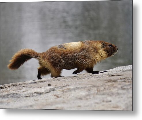 Marmot Metal Print featuring the photograph Mischievous Marmot by Brett Harvey