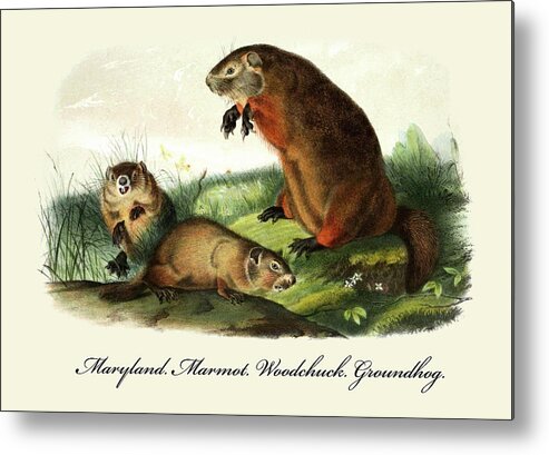Audubon Metal Print featuring the painting Maryland. Marmot. Woodchuck. Groundhog. by John Joseph Audubon