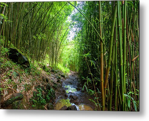 Bamboo Forest Metal Print featuring the photograph Maui Bamboo Forest by Anthony Jones