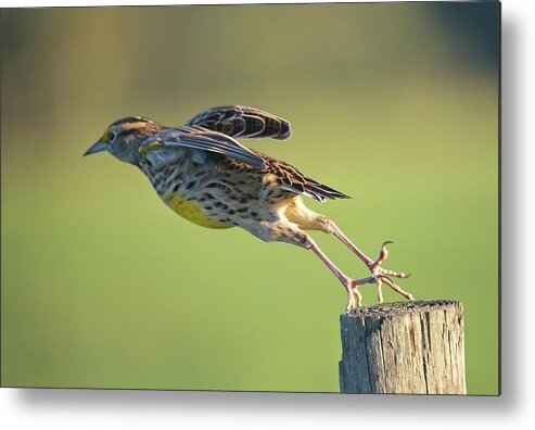 Nature Metal Print featuring the photograph Meadowlark No 2 by Steve DaPonte