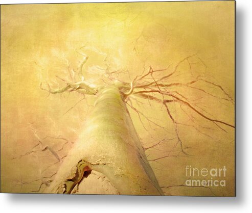 Collections Metal Print featuring the photograph Mighty Tree Revisited by Hal Halli