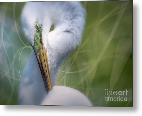 White Great Egret Metal Print featuring the photograph Mr. Bojangles by Mary Lou Chmura