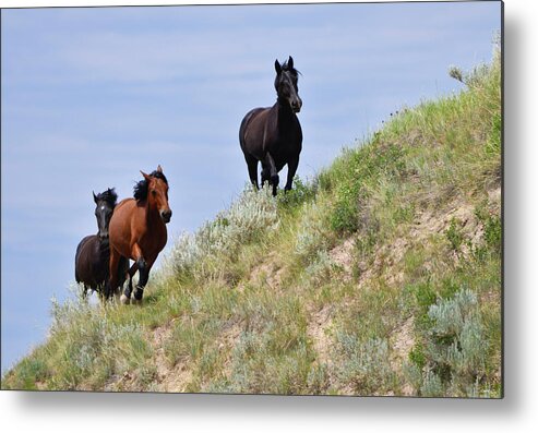 Mustangs Of The Badlands-1469 Metal Print featuring the photograph Mustangs Of The Badlands-1469 by Gordon Semmens