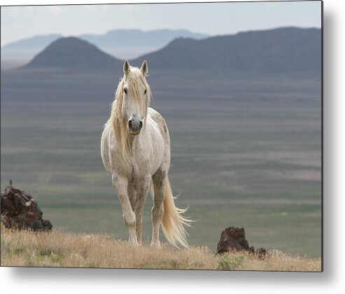 Horse Metal Print featuring the photograph My Old Friend by Kent Keller