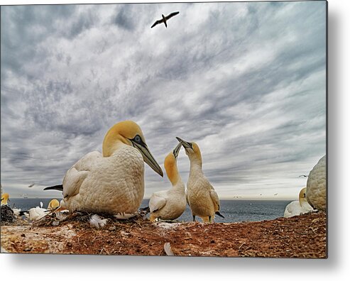 Gannet
Nesting
Pair Metal Print featuring the photograph Nesting Gannets by Ivan Miksik