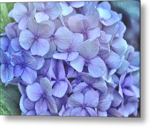 Apology Metal Print featuring the photograph Nikko Blue Petals by JAMART Photography