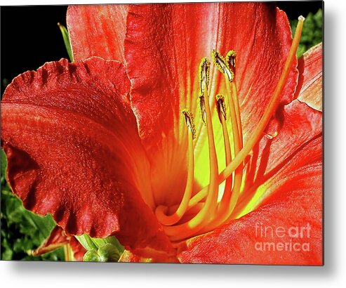 Orange Red Day Lily Metal Print featuring the photograph Orange-Red Day Lily by Kaye Menner
