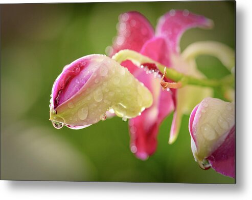 Bud Metal Print featuring the photograph Orchid Buds by By Khantipol Kasemsant