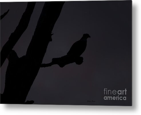 Osprey Metal Print featuring the photograph Osprey at Dusk by Metaphor Photo