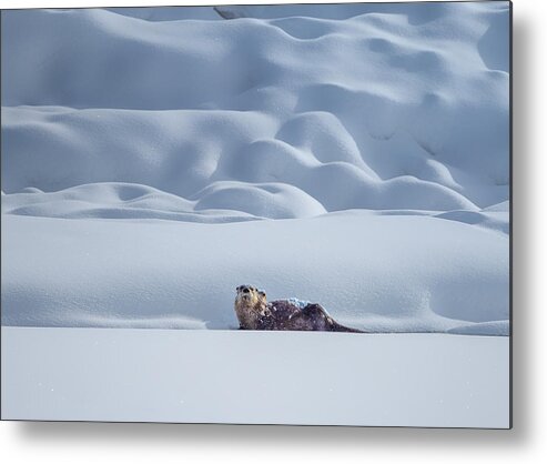 Otter Metal Print featuring the photograph Otter In Snow by Siyu And Wei Photography