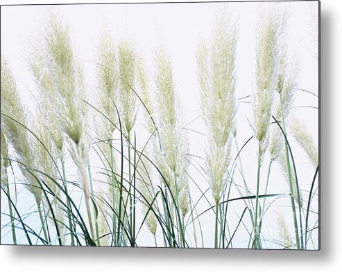 Botanical Metal Print featuring the photograph Pampas Grass by Jane Sugarman/science Photo Library